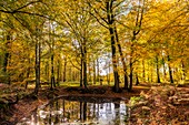 Frankreich, Somme, Crecy en Ponthieu, Wald von Crécy, Das Becken der falschen Sonne im Wald von Crécy im Herbst