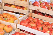 France, Gard, Petite Camargue, Le Grau-du-Roi, Place de la Republique, market, local and organic tomatoes