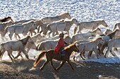 China, Inner Mongolia, Hebei Province, Zhangjiakou, Bashang Grassland, Mongolian horsemen lead a troop of horses running in a meadow covered by snow