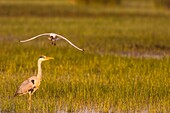 France, Somme, Somme Bay, Le Crotoy, Crotoy marsh, Gray Heron (Ardea cinerea, Gray Heron) attacked by seagulls that protect their juvenile