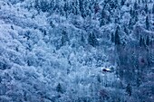 Frankreich, Savoie, Saint Oyen, Massif de la Vanoise, Tarentaise-Tal, einsames Chalet im Wald