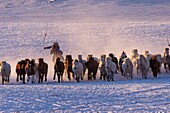 China, Inner Mongolia, Hebei Province, Zhangjiakou, Bashang Grassland, Mongolian horsemen lead a troop of horses running in a meadow covered by snow