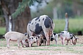 Brazil, Mato Grosso, Pantanal area, Domestic Pig