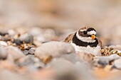 France, Somme, Baie de Somme, Cayeux-sur-mer, Ault, Le Hâble d'Ault, Common Ringed Plover (Charadrius hiaticula), on its nest, in the pebbles, brooding