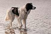 Frankreich, Somme, Crécy-en-Ponthieu, Hund Border-Collie