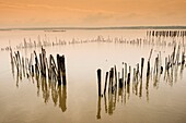 Benin, South west district, Ahémé Lake, fish corral