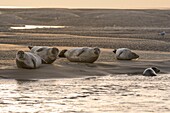 Frankreich, Somme, Authie-Bucht, Berck-sur-mer, Seehunde auf den Sandbänken