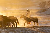 China, Inner Mongolia, Hebei Province, Zhangjiakou, Bashang Grassland, Mongolian horsemen lead a troop of horses running in a meadow covered by snow