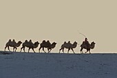 China, Inner Mongolia, Hebei Province, Zhangjiakou, Bashang Grassland, Mongol driving a camel caravan of Bactrian camel (Camelus bactrianus)