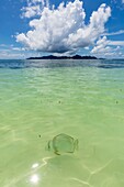 Seychellen, Insel La Digue, Plataxfisch (Platax orbicularis) in der Bucht von La Réunion, im Hintergrund die Insel Praslin