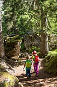 France, Savoie, Mountain of Vanoise, Pralognan la Vanoise, family, two children seem lost in the forest, on the path discovered in the wood of Gliere