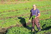 France, Oise, Bresles, cressonniere, Jose Lenzi, watercress producer (Nasturtium officinale) or watercress grower