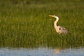 France, Somme, Baie de Somme, Le Crotoy, Crotoy marsh, Gray heron (Ardea cinerea - Gray Heron) on a pond