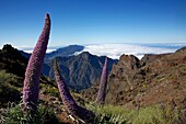 Spanien, Kanarische Inseln, Insel Palma, Roque de Los Muchachos, blühende Purpurviperinen aufrecht über der Caldera de Taburiente