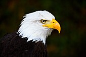 France, Yvelines (78), les Mesnuls, Les Mesnuls castlle,Heritage Day 2019, bald headed eagle during raptor show