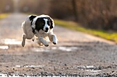 Frankreich, Somme, Crécy-en-Ponthieu, Hund Border-Collie