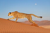 Namibia, Privatreservat, Gepard (Acinonyx jubatus), in Gefangenschaft