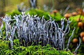 France, Somme, Crecy en Ponthieu, Crecy Forest, forest mushrooms,Xylaria hypoxylon