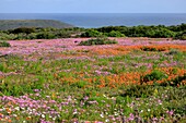 South Africa, Western Cape, Spring flowers lining the soil of WestCoast NP