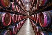 Spain, Canary Islands, Gran Canaria Island, Arucas, Destilerias Arehucas run distillery, rum aging in wooden barrels