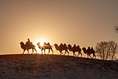 China, Inner Mongolia, Hebei Province, Zhangjiakou, Bashang Grassland, Mongol driving a camel caravan of Bactrian camel (Camelus bactrianus)