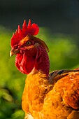 France, Ardennes (08), Carignan, Chickens of race Cou-nu, Chickens (Chickens and roosters) of flesh in a traditional farm bio on the farm