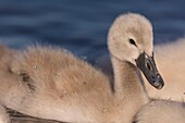 France, Somme, Somme Bay, Le Crotoy, Crotoy Marsh, juvenile mute Swan (Cygnus olor, Mute Swan)