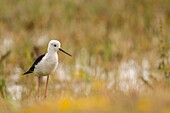 Frankreich, Somme, Somme-Bucht, Cayeux-sur-mer, Ault, Le Hâble d'Ault, Schwarzflügel-Stelzenläufer (Himantopus himantopus)