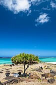 Mauritius, Rodrigues island, Anse Ally beach