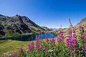 Frankreich, Alpes-Maritimes, Nationalpark Mercantour, die Seen von Vens, der große See Superior (2325m), Blüten des Großen Weidenröschens oder Rosenweidenröschens (Chamerion angustifolium)