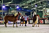 France, Doubs, Besançon, Micropolis, Vache de Salon, national contest of the Montbeliarde cowtraining, training demonstration of the horse of Trait Comtois