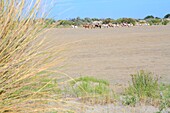 Frankreich, Gard, Petite Camargue, Le Grau-du-Roi, Plage de l'Espiguette, Reiten in den Dünen