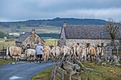 Frankreich, Lozere, Nasbinals, Herde von Aubrac-Kühen, Regionaler Naturpark Aubrac, Parc naturel régional de l'Aubrac