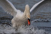 France, Somme, Somme Bay, Le Crotoy, Crotoy Marsh, Mute Swan (Cygnus olor, Mute Swan) on the fly