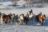 China, Innere Mongolei, Provinz Hebei, Zhangjiakou, Bashang-Grasland, mongolische Reiter führen eine Schar von Pferden auf einer schneebedeckten Wiese