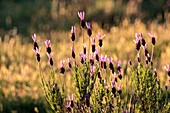 Spanien, Extremadura, Nationalpark Monfragüe, französischer Lavendel (Lavandula stoechas)