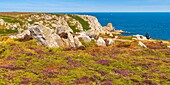 Frankreich, Finistère (29), Cornouaille, Cléden-Cap-Sizun, Pointe du Van, Diese felsige Landzunge westlich von Cap Sizun schließt den Norden der Baie des Trépassés ab, deren Süden durch die Pointe du Raz abgeschlossen wird