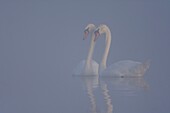 France, Somme, Somme Bay, Le Crotoy, Crotoy Marsh, Mute Swan (Cygnus olor, Mute Swan) in the fog