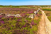 Frankreich, Finistère (29), Cornouaille, Cléden-Cap-Sizun, Pointe du Van, Diese felsige Landzunge westlich von Cap Sizun schließt den Norden der Baie des Trépassés ab, deren Süden von der Pointe du Raz begrenzt wird