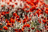 Frankreich, Somme, Baie de Somme, Saint-Valery-sur-Somme, Mohn (Papaver rhoeas)