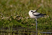 France, Somme, Baie de Somme, Saint-Quentin-en-Tourmont, Natural Reserve of the Bay of Somme, Marquenterre Ornithological Park, Pied Avocet (Recurvirostra avosetta)