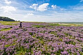 France, Somme, Baie de Somme, Saint-Valery-sur-Somme, Cap Hornu, wild statices in bloom in early summer