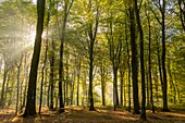 France, Somme, Crécy-en-Ponthieu, Crécy forest, Sunbeams in the foliage of trees in Crécy forest