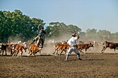 Argentinien, Provinz Buenos Aires, Estancia San-Isidro del Llano in Richtung Carmen-Casares, Gaucho zu Pferd, der ein Vieh treibt