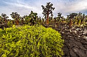 Ecuador, Galapagos-Archipel, von der UNESCO als Weltnaturerbe eingestuft, Insel Santa Cruz, Tortuga-Bucht, vulkanische Formationen (mit versteinerter Lava bedeckt) am Rande des Mangroven- und Opuntia-Kaktuswaldes (Opuntia sp) bei Sonnenuntergang Sonne