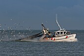 Frankreich, Somme, Baie de Somme, Le Hourdel, Fischtrawler gefolgt von Seevögeln