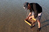 France, Somme, Baie de Somme, Le Crotoy, The shrimps are sorted with a hopper to check that they are the right size