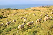 Frankreich, Pas de Calais, Escalles, Cap Blanc Nez (als Grand Site Frankreichs ausgezeichnet und Teil des regionalen Naturparks der Kappen und Sümpfe von Opal), Schafe der Rasse Boulogne auf den Weiden mit Sangatte im Hintergrund