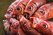 Papua New Guinea, National Capital District Province, Port Moresby, Koki District, Koki Fish Market, fishes