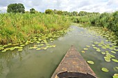 France, Pas de Calais, Saint Omer, marsh, boat trip in the Audomarois marsh (wetland classified Biosphere Reserve by UNESCO)